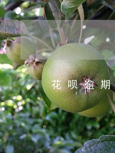 花呗逾期后关闭怎么开通 花呗逾期后关闭怎么开通