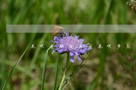 花呗逾期后关闭花呗多久能开 花呗逾期后关闭花呗多久能开