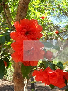 花呗逾期后再哪还能借钱 花呗逾期后再哪还能借钱