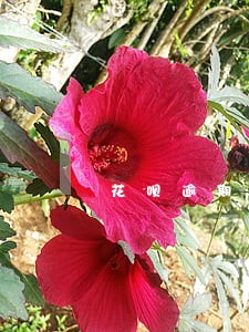 花呗逾期后冻结一年了多久能用 花呗逾期后冻结一年了多久能用