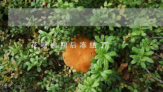 花呗逾期后冻结了 花呗逾期后冻结了