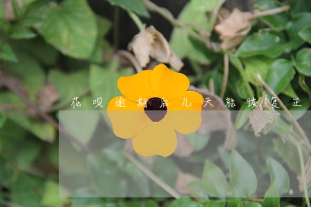 花呗逾期后几天能恢复正常 花呗逾期后几天能恢复正常