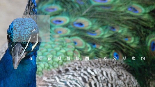 花呗逾期后协商二次分期违约 花呗逾期后协商二次分期违约