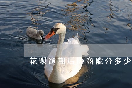 花呗逾期后协商能分多少期 花呗逾期后协商能分多少期
