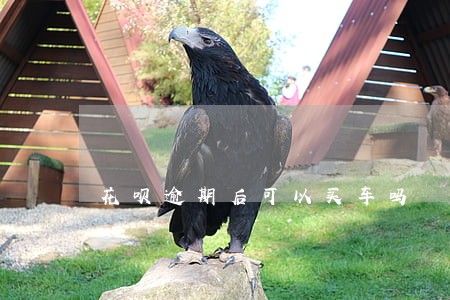 花呗逾期后可以买车吗 花呗逾期后可以买车吗
