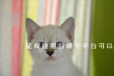 花呗逾期后哪个平台可以借钱