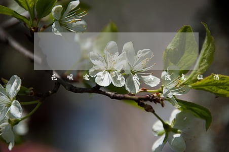 花呗逾期后多久恢复征信 花呗逾期后多久恢复征信