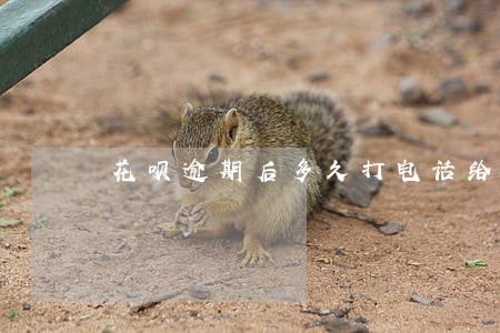 花呗逾期后多久打电话给你 花呗逾期后多久打电话给你