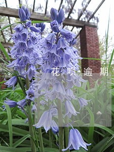 花呗逾期后多久能买车 花呗逾期后多久能买车