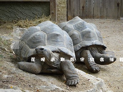 花呗逾期后守约会涨额度 花呗逾期后守约会涨额度