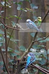 花呗逾期后守约几年消除 花呗逾期后守约几年消除