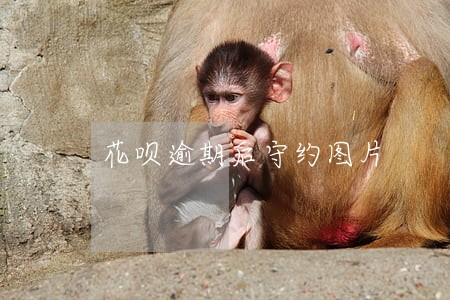 花呗逾期后守约图片 花呗逾期后守约图片