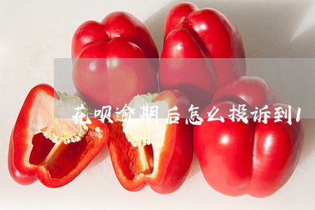花呗逾期后怎么投诉到12315 花呗逾期后怎么投诉到12315