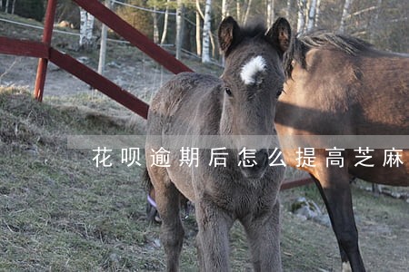 花呗逾期后怎么提高芝麻分 花呗逾期后怎么提高芝麻分