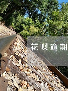 花呗逾期后怎么查看 花呗逾期后怎么查看