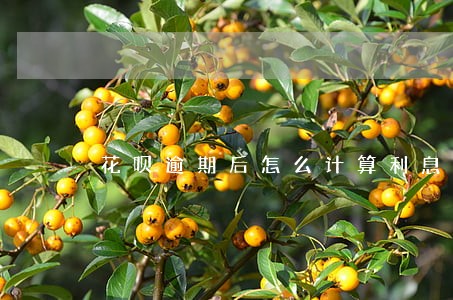 花呗逾期后怎么计算利息 花呗逾期后怎么计算利息