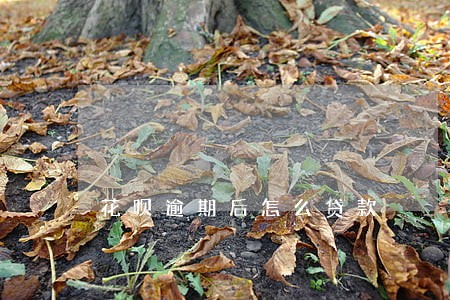 花呗逾期后怎么贷款 花呗逾期后怎么贷款