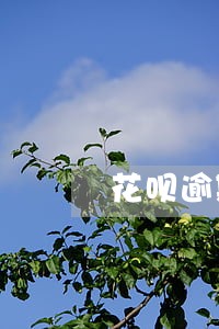 花呗逾期后恢复额度多久会提高