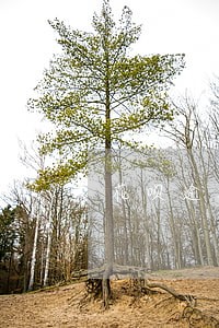 花呗逾期后手机收不到短信 花呗逾期后手机收不到短信