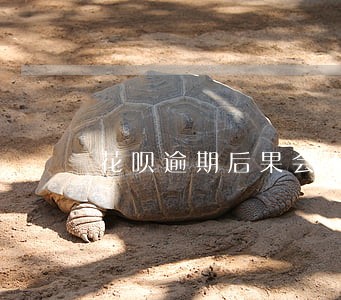 花呗逾期后果会不会影响健康吗