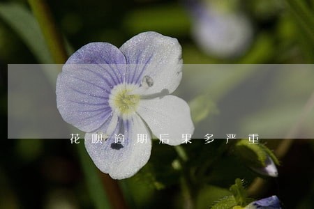 花呗逾期后果多严重 花呗逾期后果多严重
