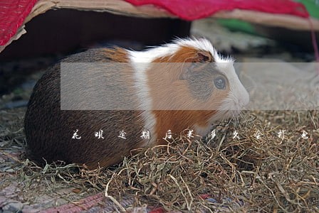 花呗逾期后果多久会打电话 花呗逾期后果多久会打电话