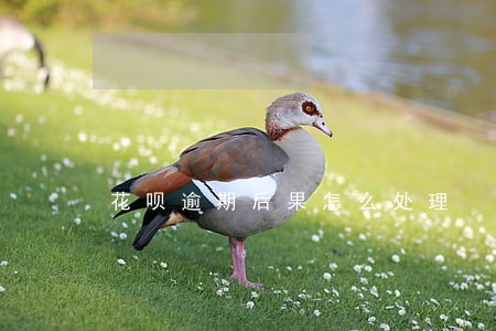 花呗逾期后果怎么处理 花呗逾期后果怎么处理