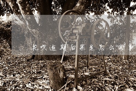 花呗逾期后果是怎么回事