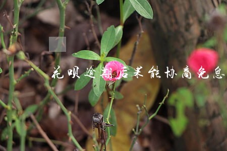 花呗逾期后果能协商免息吗 花呗逾期后果能协商免息吗