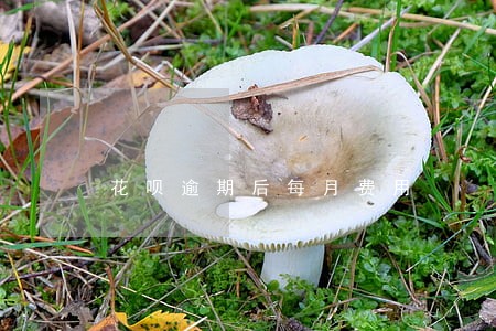 花呗逾期后每月费用 花呗逾期后每月费用
