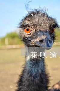 花呗逾期后法务部发送的短信 花呗逾期后法务部发送的短信
