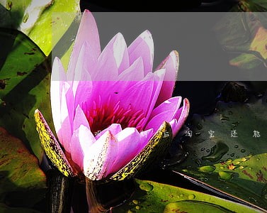 花呗逾期后淘宝还能买东西吗 花呗逾期后淘宝还能买东西吗