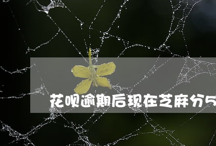 花呗逾期后现在芝麻分550 花呗逾期后现在芝麻分550