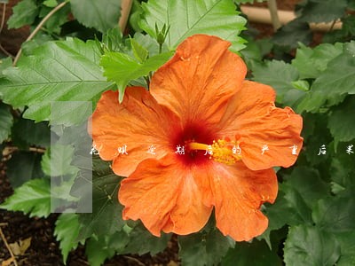 花呗逾期后的严重后果 花呗逾期后的严重后果
