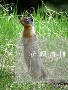 花呗逾期后的欠款金额在哪里 花呗逾期后的欠款金额在哪里