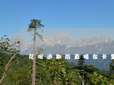 花呗逾期后直接在卡里扣钱吗 花呗逾期后直接在卡里扣钱吗