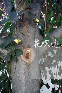花呗逾期后真的会坐牢没