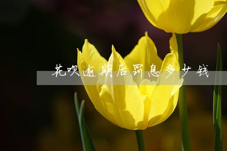 花呗逾期后罚息多少钱 花呗逾期后罚息多少钱
