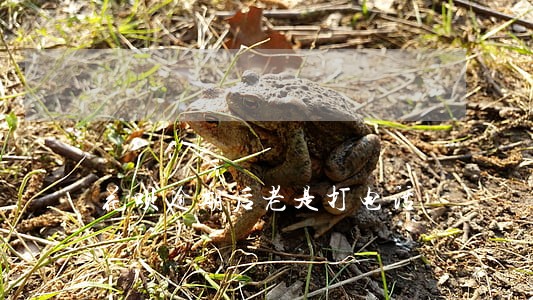 花呗逾期后老是打电话 花呗逾期后老是打电话