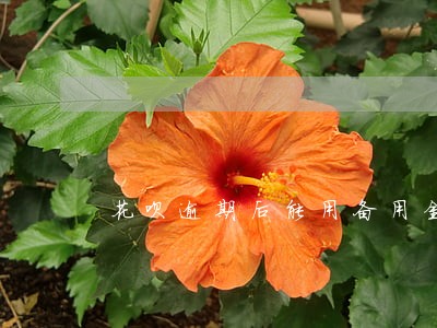 花呗逾期后能用备用金吗 花呗逾期后能用备用金吗
