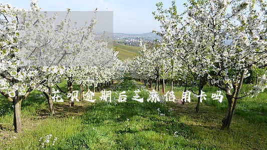 花呗逾期后芝麻信用卡吗 花呗逾期后芝麻信用卡吗
