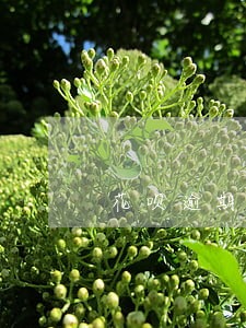 花呗逾期后芝麻分460 花呗逾期后芝麻分460