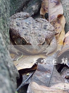 花呗逾期后芝麻分一个月一分