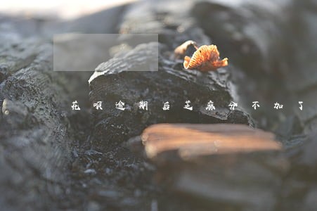 花呗逾期后芝麻分不加了 花呗逾期后芝麻分不加了