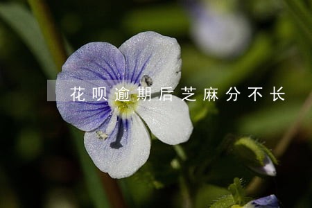 花呗逾期后芝麻分不长 花呗逾期后芝麻分不长