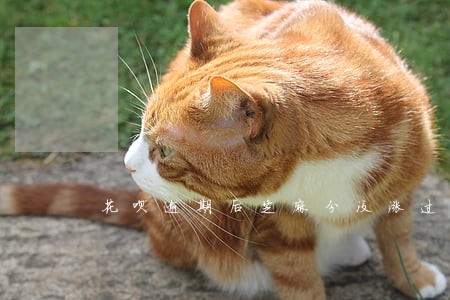 花呗逾期后芝麻分没涨过 花呗逾期后芝麻分没涨过