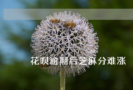 花呗逾期后芝麻分难涨 花呗逾期后芝麻分难涨