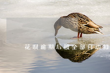 花呗逾期后被全部自动扣款 花呗逾期后被全部自动扣款