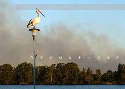 花呗逾期后要一次性还清 花呗逾期后要一次性还清