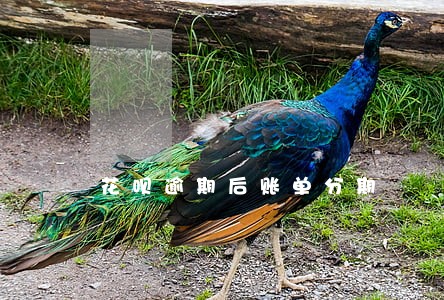 花呗逾期后账单分期 花呗逾期后账单分期